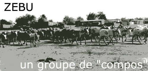 zbus de Madagascar